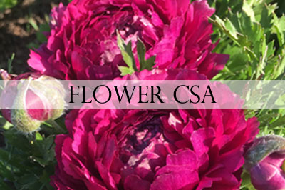 Flower CSA